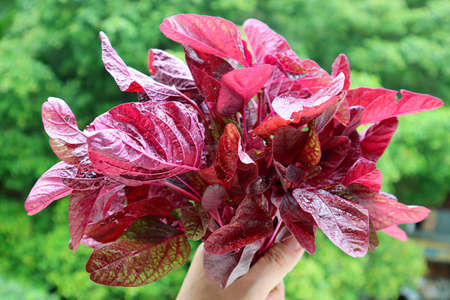 Bunch of Vibrant Color Fresh Red Spinach or in Hand Against Blurry Green Foliage