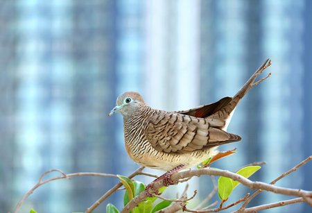 A Wild Zebra Dove Perching on a Houseplant Branch with Blurry Skyscraper in he Backdrop
