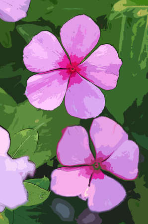 Illustration of a Pair of Vibrant Pink Madagascar Periwinkle Flowers on Green Foliageの写真素材