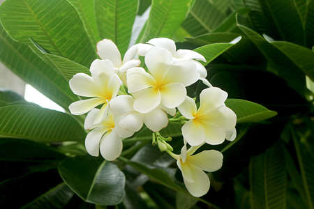 Bunch of Gorgeous White Frangipani Flowers Blossoming on the Tree