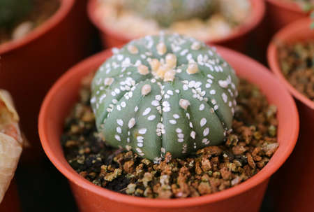 Closeup an Adorable Potted Astrophytum Asterias or Sand Dollar Cactus Plant