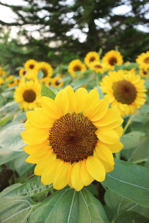 Stunning Vibrant Yellow Sunflowers Blossoming in the Field