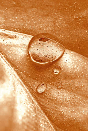 Pop Art Surreal Style Copper Colored Plant Leaf with Water Dropletsの写真素材