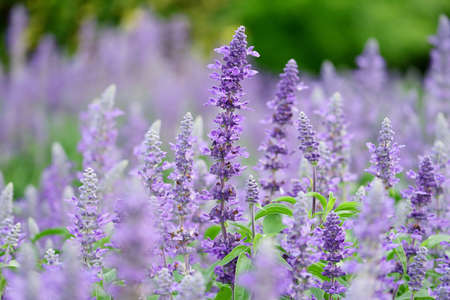 Stunning Bunches of Lavender Flowers Blooming in the Field with Selective Focusの写真素材