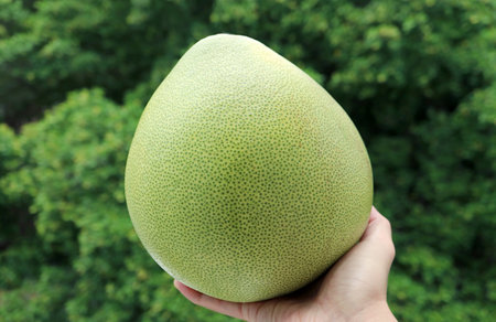 Peeled Fresh Ripe Pomelo Fruit in Hand with Blurry Green Foliage in Background