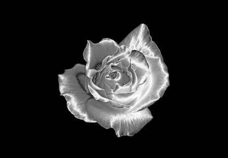 Pop Art Surreal Style Amazing Silver Rose with Dewdrop Isolated on Black Backdropの写真素材