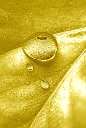 Pop Art Surreal Style Golden Colored Plant Leaf with Water Dropletsの写真素材