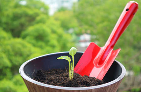 Closeup of tiny seedling in a pot with a red shovel in the backdropの写真素材