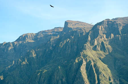 Flock of Andean condors flying over the Colca canyon, Peruvian Altiplano, Arequipa region, Peru,...