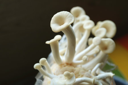 Closeup of Growing Immature Oyster Mushrooms