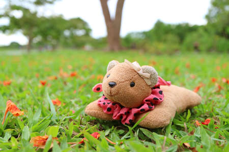 An Adorable Soft Toy Little Bear Forest Bathing on the Meadowの写真素材