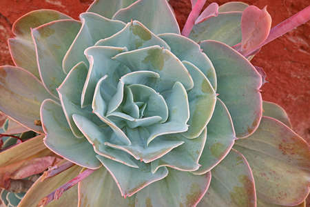 Closeup of Potted Echeveria Elegans or Mexican Rose, One of Popular Flowering Succulent Plants, Arequipa, Peru, South Americaの写真素材