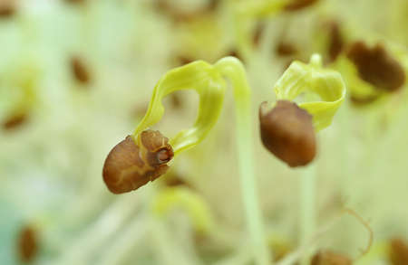 Closeup of Water Spinach Pale Green Seedlings with Its First Leaf and Seed Coat