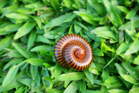 Closeup of a Millipede Curling on Vibrant Green Grassの写真素材