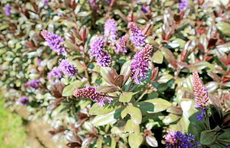 Closeup of Purple Lupine Flowers Blossoming in the Sunlight