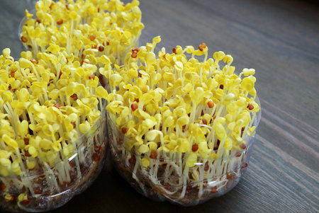 Hydroponic Daikon Sprouts or Kaiware Daikon after Uncovered and Exposed to the Light