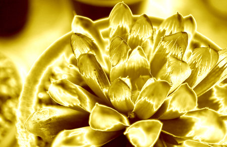 Surreal Pop Art Style Shiny Gold Potted Haworthia Cooperi Succulent Plantの写真素材