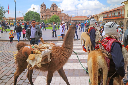 LLama Attending the Peruvian Parade Held on May 6th, 2018 on Plaza de Armas Square in Cusco, Peru, South Americaのeditorial素材