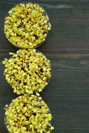 Top View of Pale Yellow Hydroponic Daikon Sprouts after Uncovered and Started to Expose to the Lightの写真素材