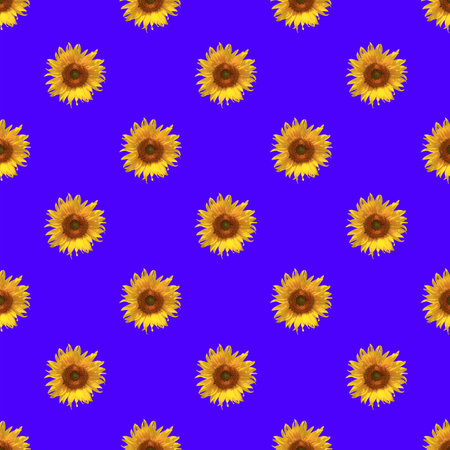 Seamless Pattern of Vivid Yellow Sunflowers in Sunlight on Royal Blue Backgroundの写真素材