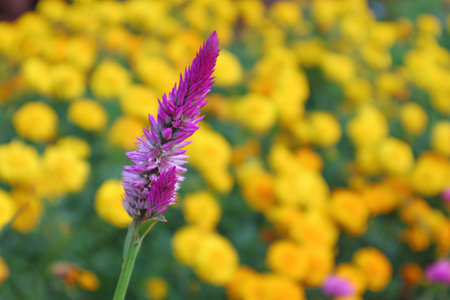Closeup of Vibrant Color Plumed Cock's Comb Flower with Blurry Marigold Field in the Backdropの写真素材