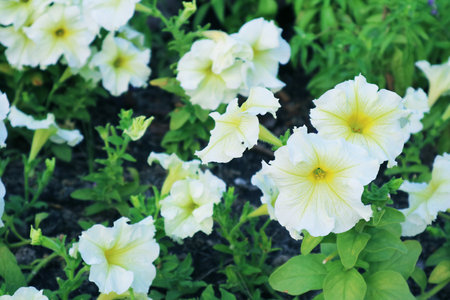Large Group of Gorgeous Easy Wave White Petunias Blossoming in the Gardenの写真素材