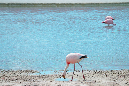 Pink Flamingos Grazing in the Shallow Saline Water of Laguna Hedionda Lake in Bolivian Altiplano,...
