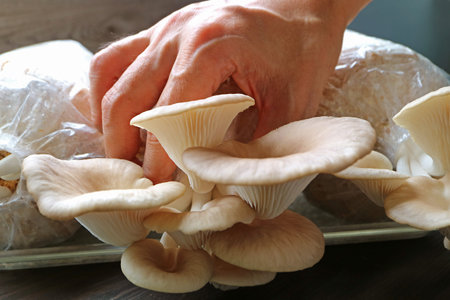 Hand Harvesting Growth Indian Oyster Mushrooms from the Fruiting Blockの写真素材