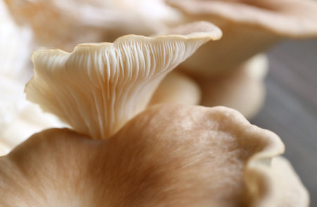 Closeup Incredible Texture of the Back of Mature Indian Oyster Mushrooms (Pleurotus Pulmonarius)の写真素材