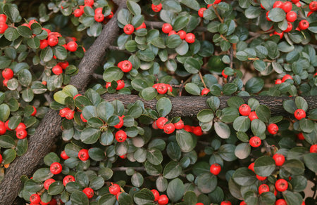 Amazing Fruiting Red Berries Shrubs in the Autumn of El Calafate, Argentina, Patagonia, South...