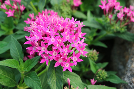 Closeup of Gorgeous Pink Egyptian Starcluster Flowers Blossoming in the Gardenの写真素材