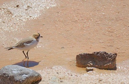Puna Plover Bird Walking on the Shore of Chaxa Lagoon, Part of Salar de Atacama Salt Flat in Antofagasta Region, Northern Chile, South Americaの写真素材