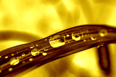 Pop Art Surreal Style Stunning Golden Plant Leaf with Water Dropletsの写真素材