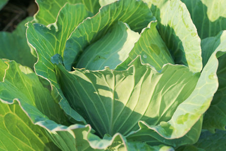 Closeup of a Cabbage Growing in a Sunlight Garden