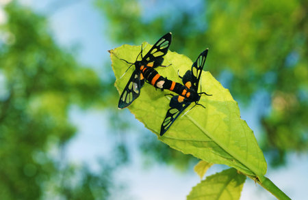 Closeup of Glasswing Butterflies Mating on the Green Tree Leafの写真素材