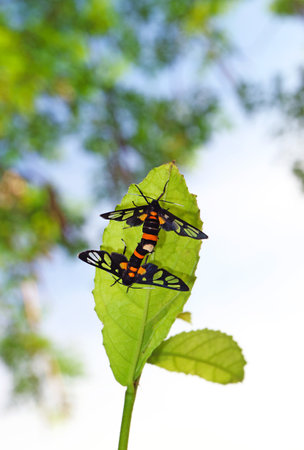 Pair of Clear Wing Butterflies Mating on the Green Tree Leaf