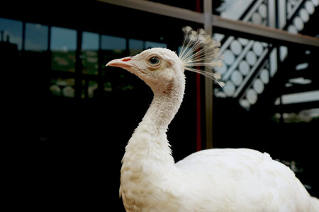 Closeup of a Gorgeous White Peacock Relaxing in the Backyardの写真素材