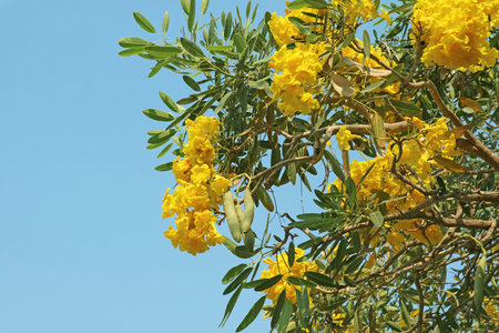 Bunches of Stunning Bell Flowers Blooming on the Tree against Blue Sky