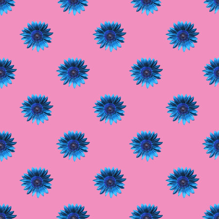 Seamless Pattern of Egyptian Blue Sunflowers on Persian Pink Backgroundの写真素材