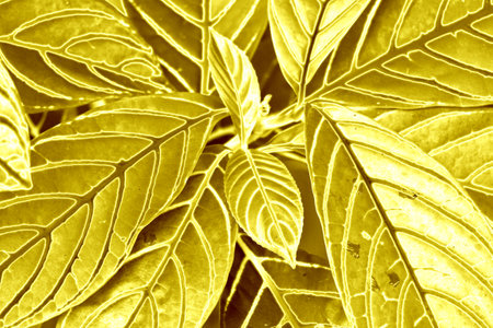 Pop Art Surreal Style Gradient Metallic Gold Colored Plant Leavesの写真素材