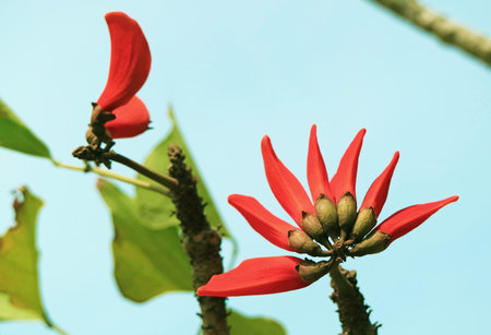 Beautiful Orange Red Flowers of Coast Coral Tree on Easter Island, Chile, South Americaの写真素材