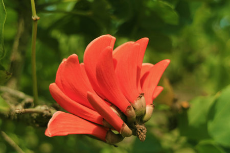 Vivid Orange Red Flower of Coast Coral Tree on Easter Island of Chile, South America