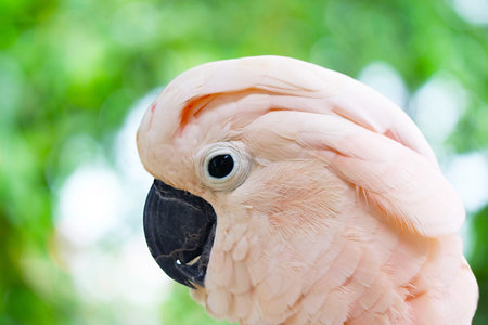 Closeup of a Beautiful Salmon-crested Cockatoo or Moluccan Cockatoo in the Gardenの写真素材
