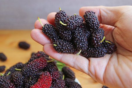 Closeup of Heap of Fresh Ripe Mulberry Fruits in Handの写真素材