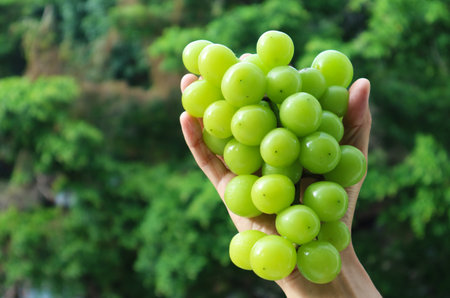 Bunch of Bright Yellow Green Fresh Ripe Shine Muscat Grapes in Hand