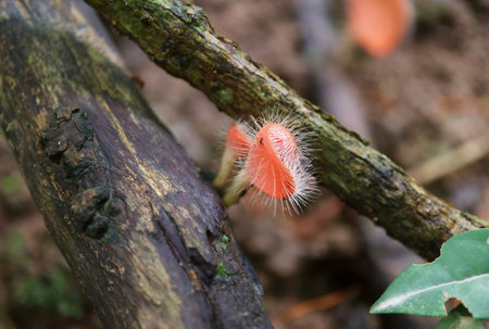 Pair of a Tiny Bristly Tropical Cup Mushroom Growing on a Dead Timberの写真素材