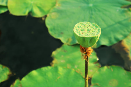 Closeup of a Lotus Pod after the Flower Bloomed and Shed the Petalsの写真素材