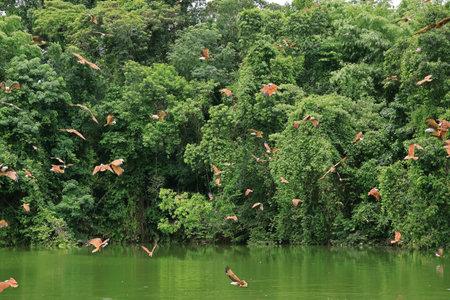 Large Cast of Red Hawks Flying on the Lake of Rainforest in Trat Province, the Eastern Region of Thailandの写真素材