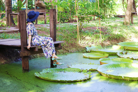 Woman Relaxing at the Waterfront of Victoria Amazonica Large Water Lily Pads Floating on a Duckweed Covered Pondの写真素材