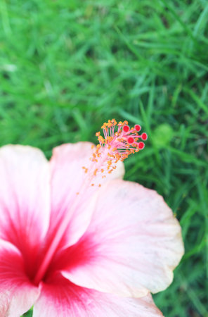 Closeup of White and Gradient Pink Hibiscus Stigmaの写真素材